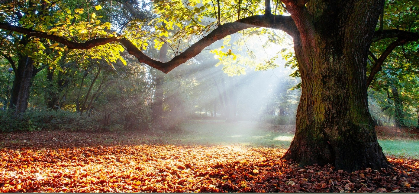 beautiful-tree
